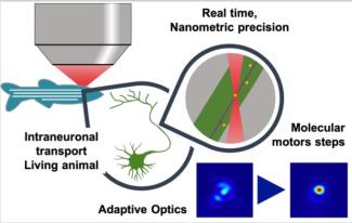 Imagerie in vivo avec OA Imagerie in vivo avec OA